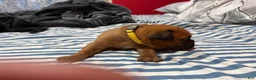Dogue De Bordeaux dogs for sale: Dogue De Bordeaux Puppy 8 - Ad 2