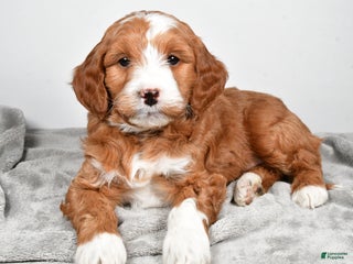 Goldendoodle dogs Ace medium size - Ad 8