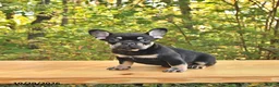 French Bulldog dogs for sale: Axel - Ad 4