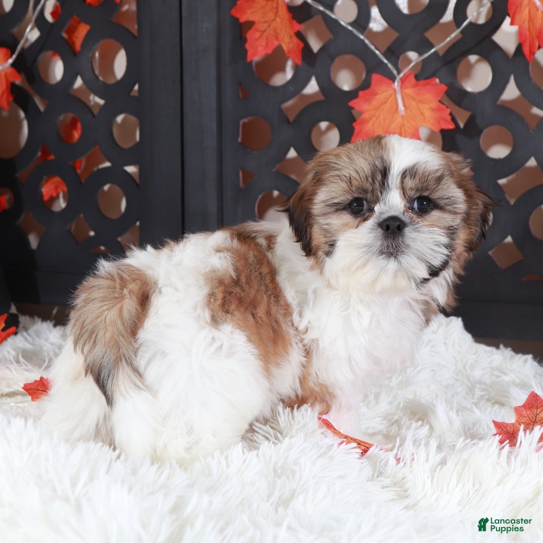 Shih Tzu dogs for sale: Conner - Ad 3