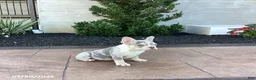 French Bulldog dogs for sale: Buttercup - Ad 5