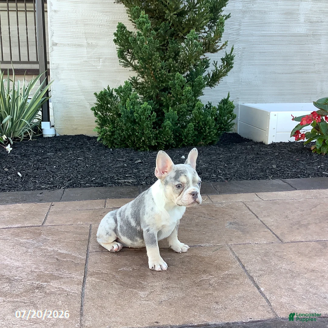French Bulldog dogs for sale: Buttercup - Ad 5