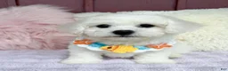 Bichon Frise dogs for sale: 🩵Nicky🩵 - Ad 2
