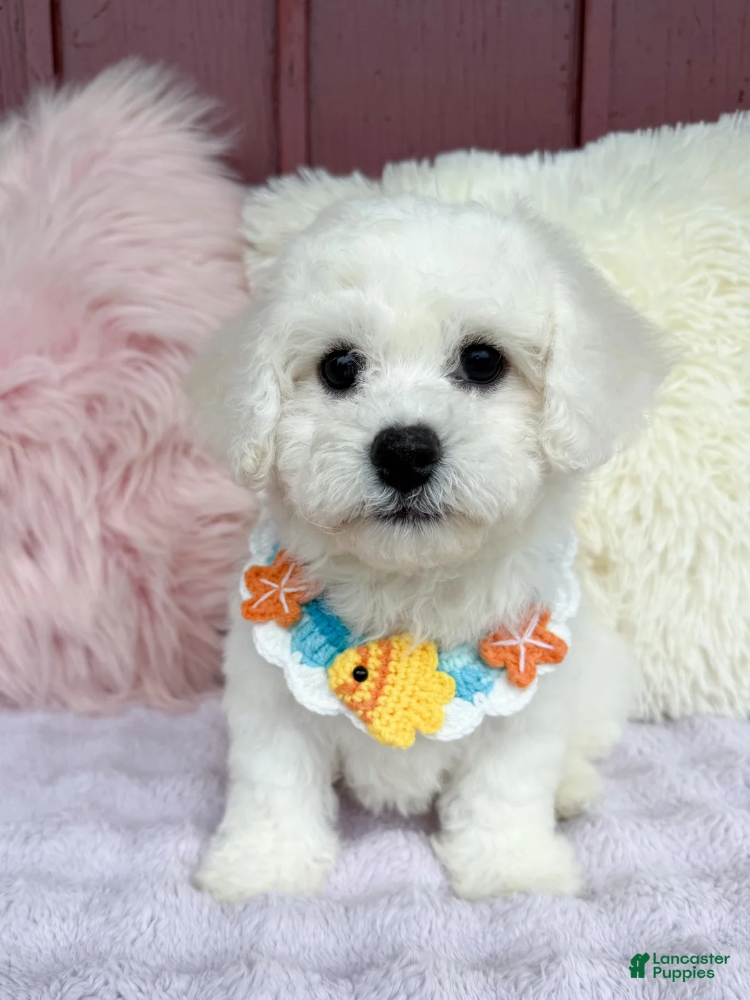 Bichon Frise dogs for sale: 🩵Nicky🩵 - Ad 2