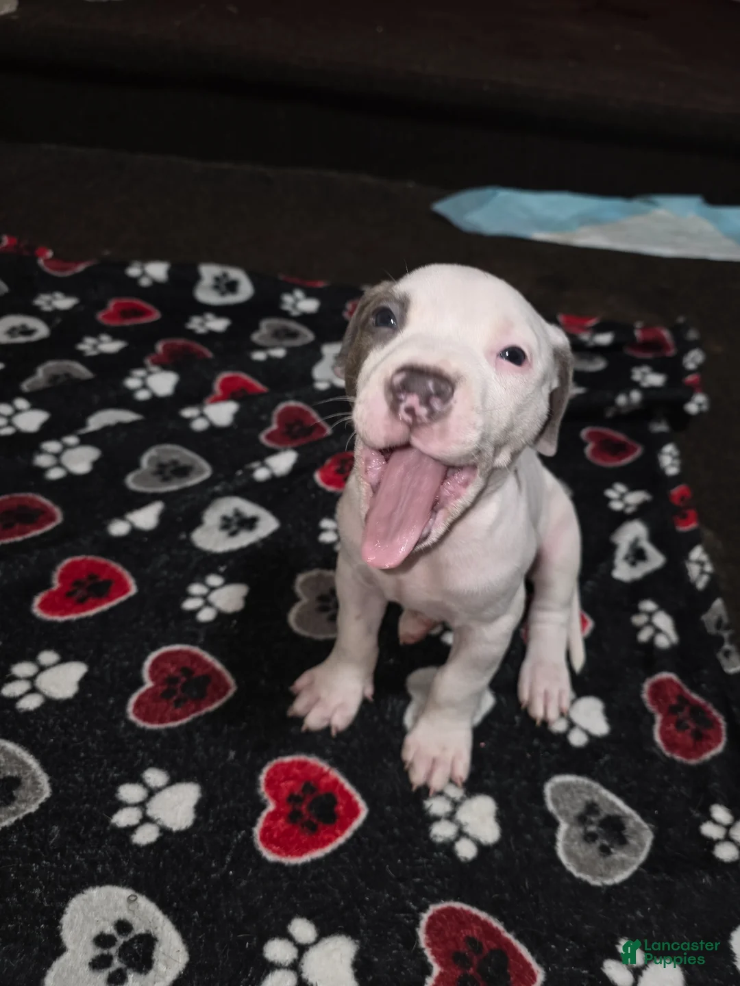 American Staffordshire Terrier dogs for sale: American Staffordshire Terrier Puppy 3 - Ad 1