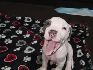 American Staffordshire Terrier dogs American Staffordshire Terrier Puppy 3 - Ad 15