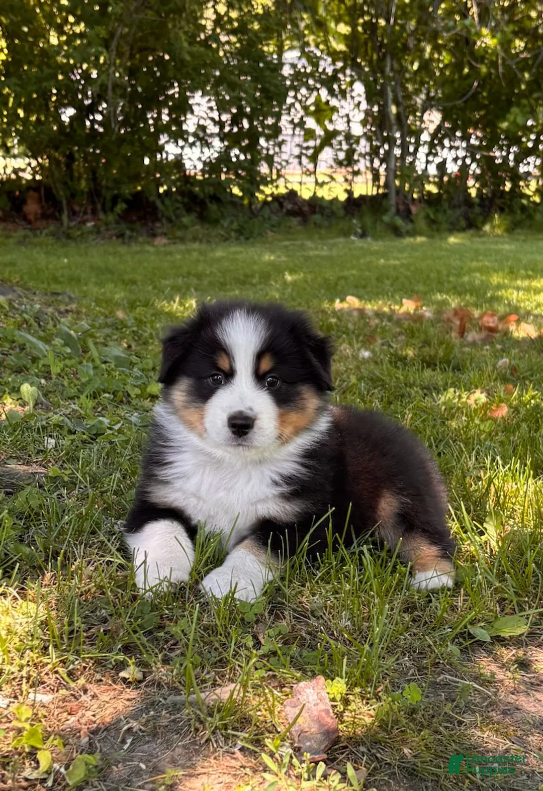 Australian Shepherd dogs for sale: Diesel  - Ad 1