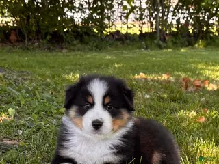 Australian Shepherd dogs for sale: Diesel - Ad 1