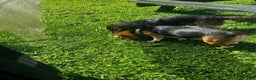 Beagle dogs for sale: Beagle Puppy 2 - Ad 3