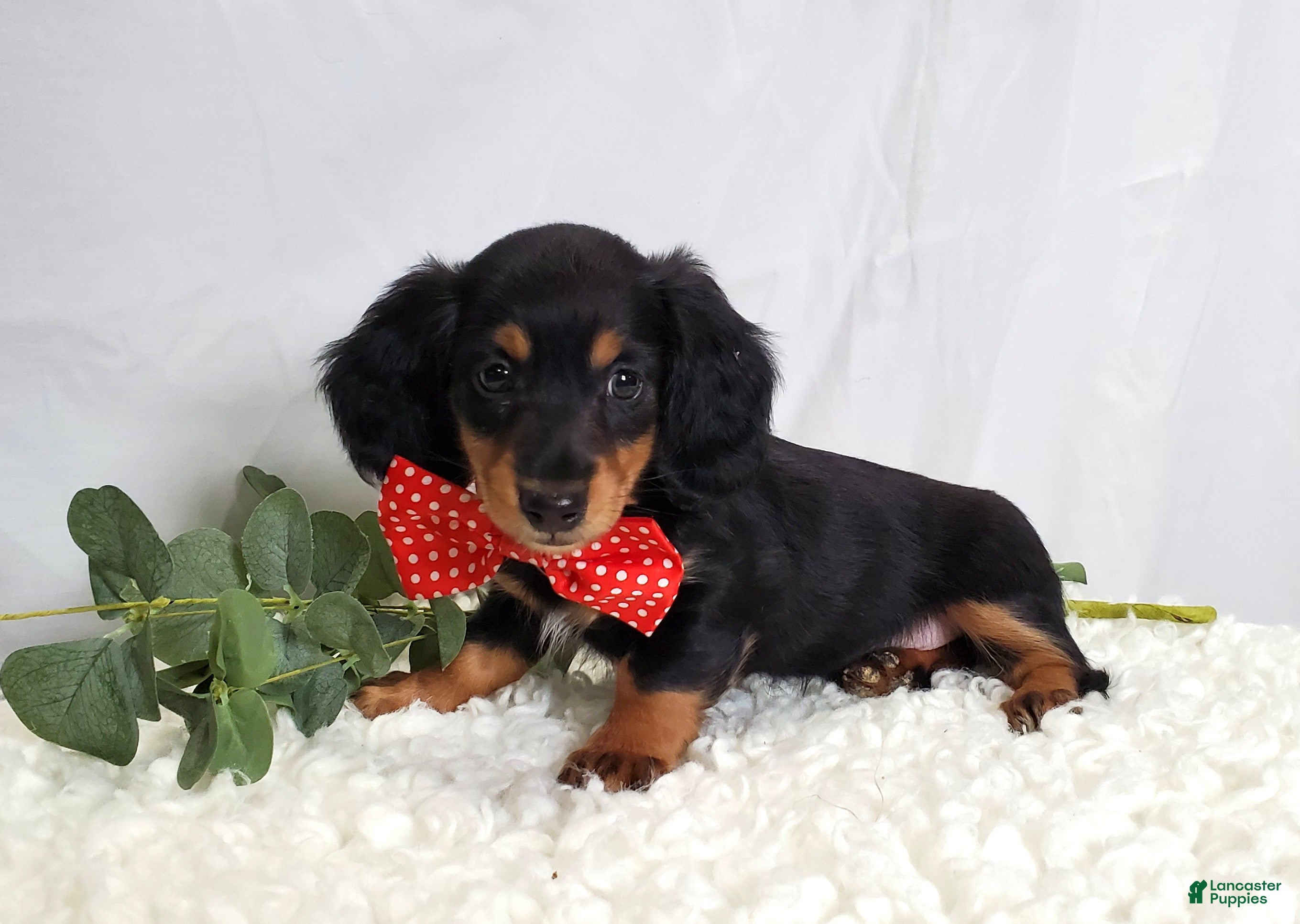 Miniature Dachshund dogs Kevin - Ad 1
