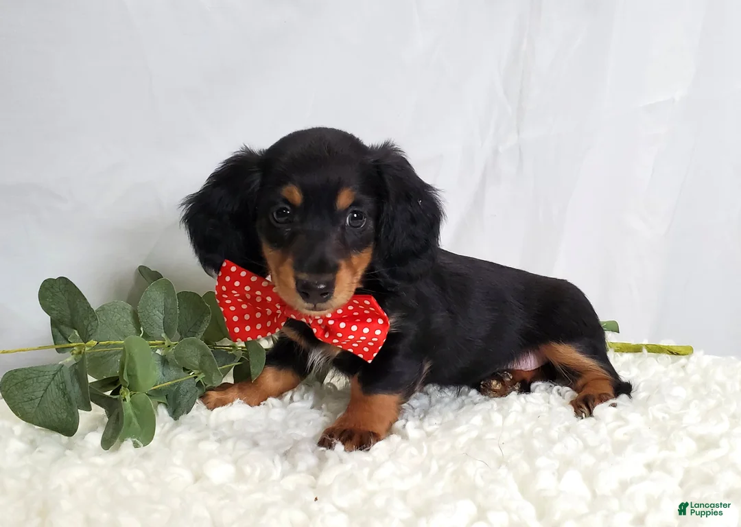 Miniature Dachshund dogs for sale: Kevin - Ad 1