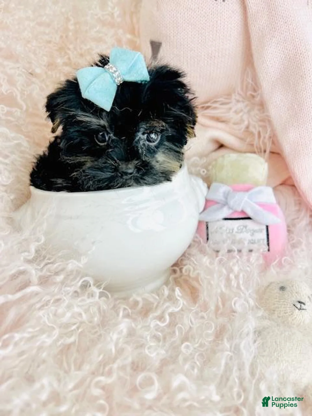 Yorkshire Terrier dogs for sale: Yorkshire Terrier Puppy 1 - Ad 5