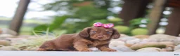 Miniature Dachshund dogs for sale: Harvest - Ad 6