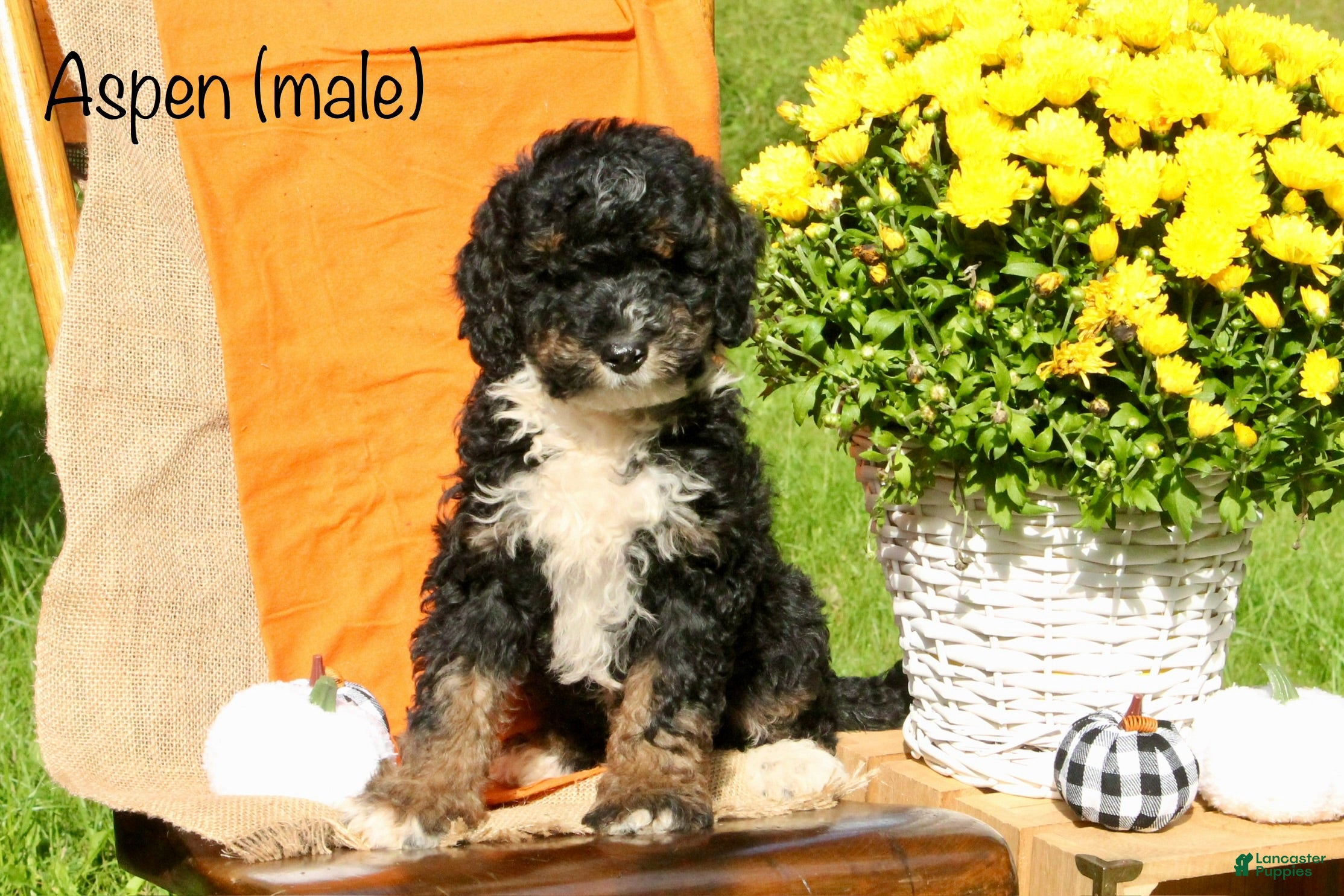 Aspen (Doodle / designer cross, Male) in Oldtown, MD