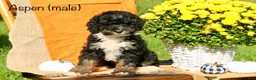Mini Bernedoodle dogs for sale: Aspen - Ad 1