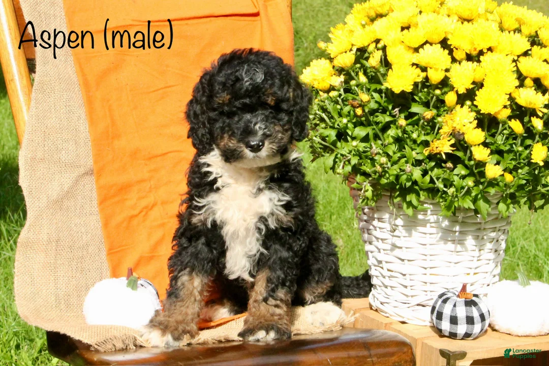 Mini Bernedoodle dogs for sale: Aspen - Ad 1