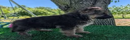 German Shepherd dogs for sale: Barbie - Ad 3