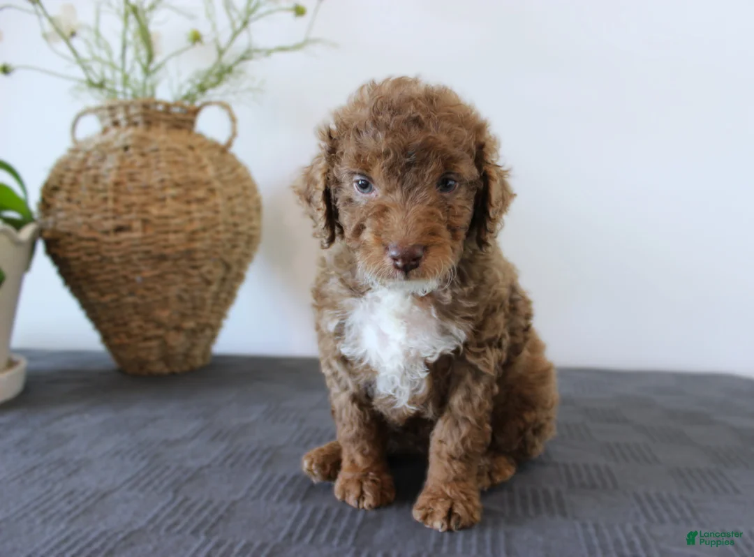 Mini Goldendoodle dogs for sale: Honey - Ad 1