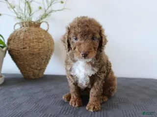 Mini Goldendoodle dogs for sale: Honey - Ad 2