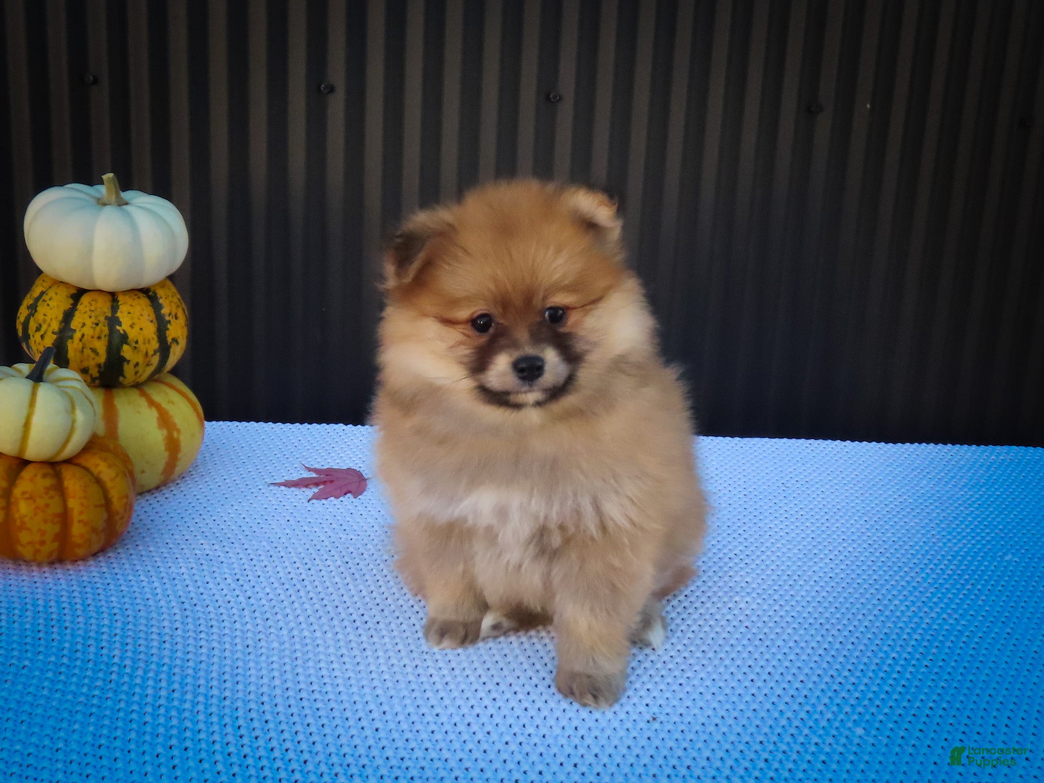 Pomeranian dogs Milly🩷  - Ad 1