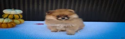 Pomeranian dogs for sale: Milly🩷  - Ad 1