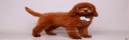 Toy Poodle dogs for sale: VISITA PER FORTUNA SHAX - Ad 4