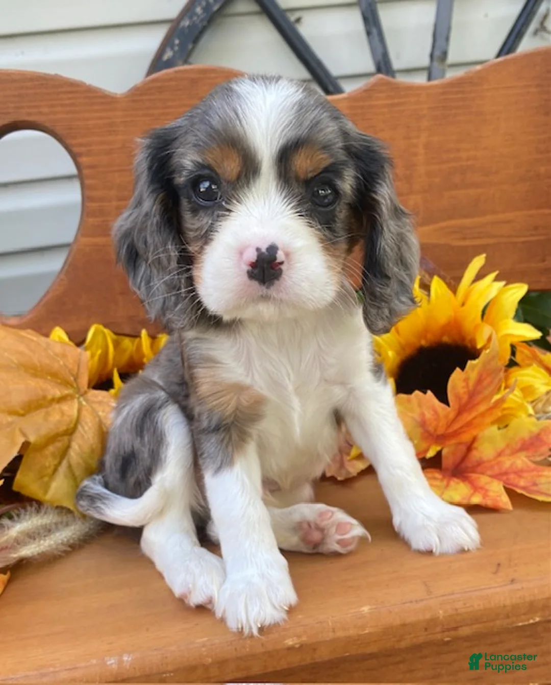 Cavalier King Charles Spaniel dogs for sale: Hudson- Blue merle tri - Ad 1