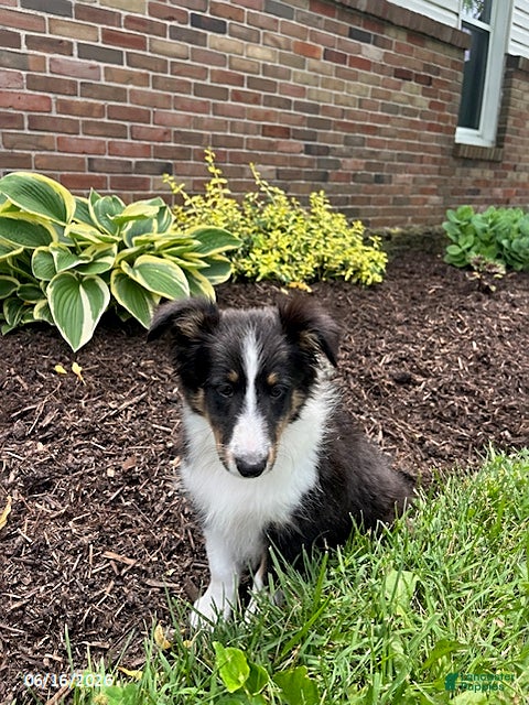 Shetland Sheepdog dogs Casey - Ad 1