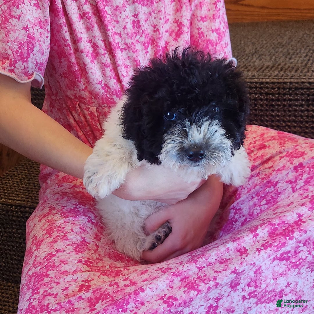 Miniature Poodle dogs for sale: Mason - Ad 5