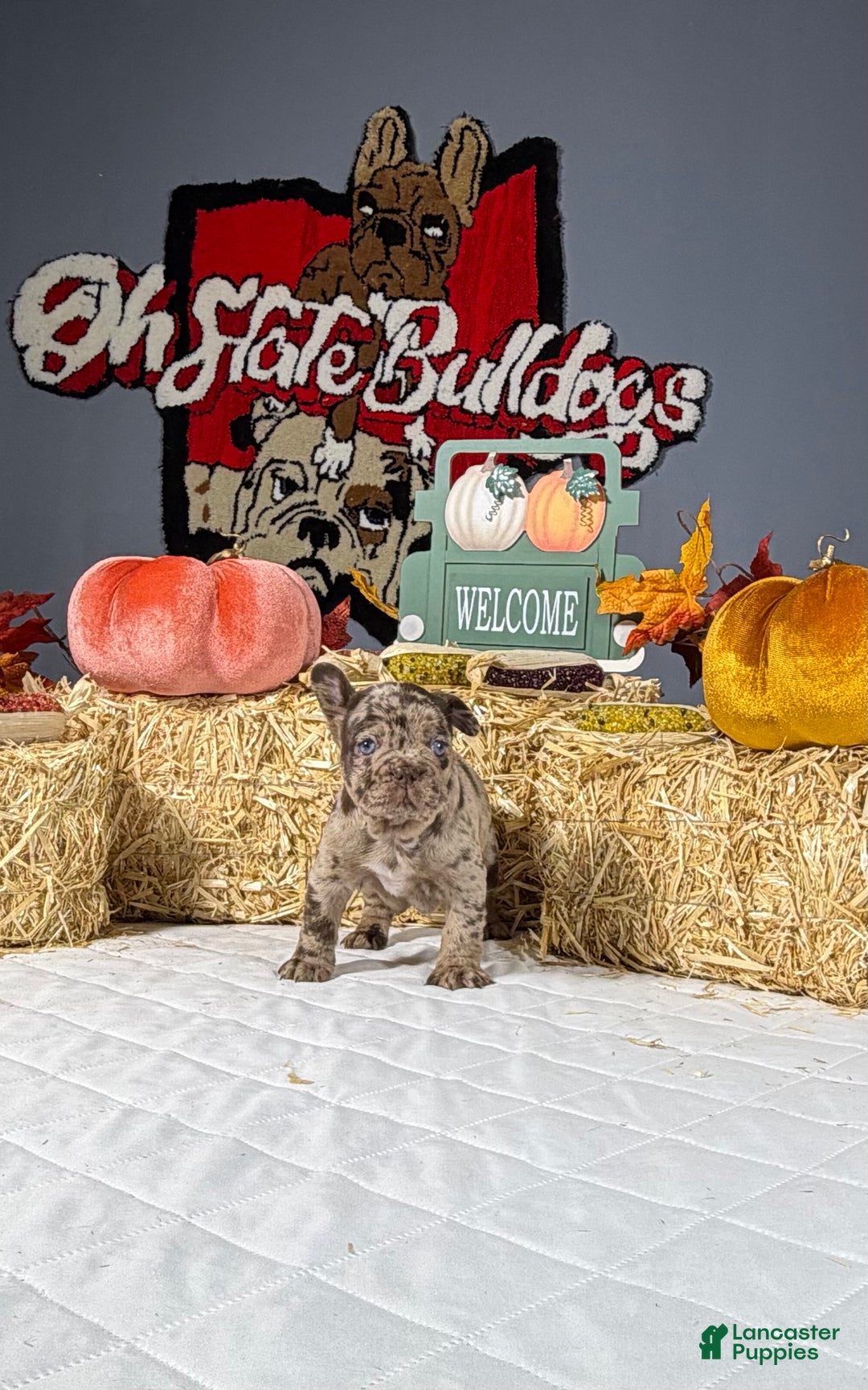 French Bulldog dogs for sale: Bella - Ad 7