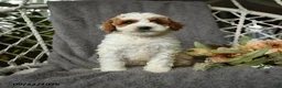 Goldendoodle dogs for sale: Gerldine - Ad 5
