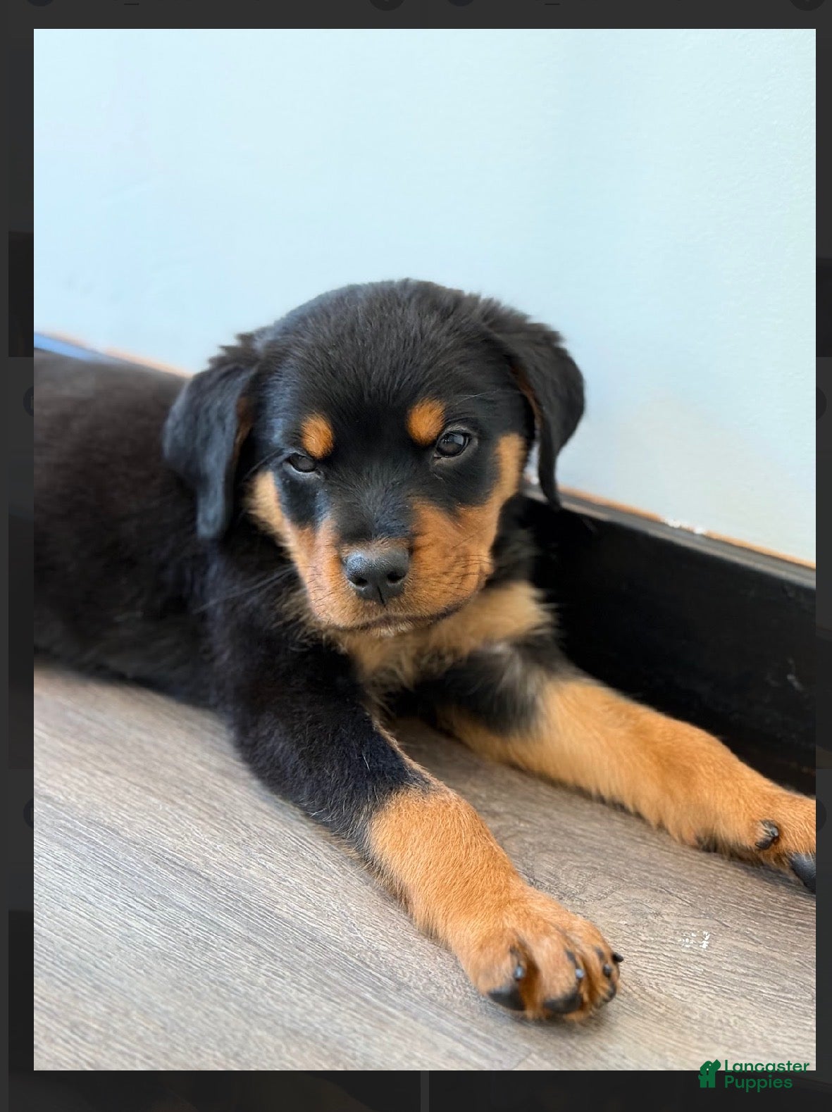 Rottweiler dogs Rottweiler red  - Ad 11