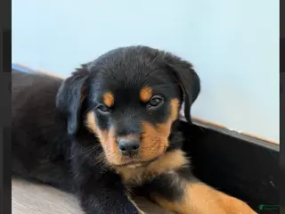 Rottweiler dogs Rottweiler red - Ad 11