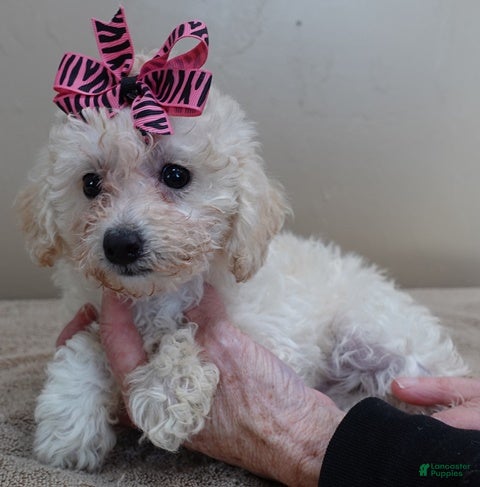 Toy Poodle dogs Zilla - Ad 9