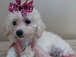 Toy Poodle dogs Zilla - Ad 9