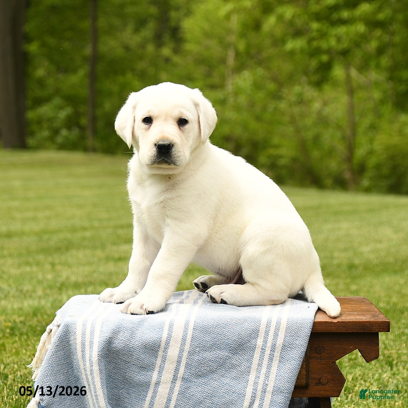 Labrador Retriever dogs Sherlock - Ad 2