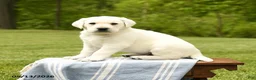 Labrador Retriever dogs for sale: Sherlock - Ad 2