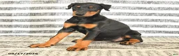 Doberman Pinscher dogs for sale: Darla - Ad 2