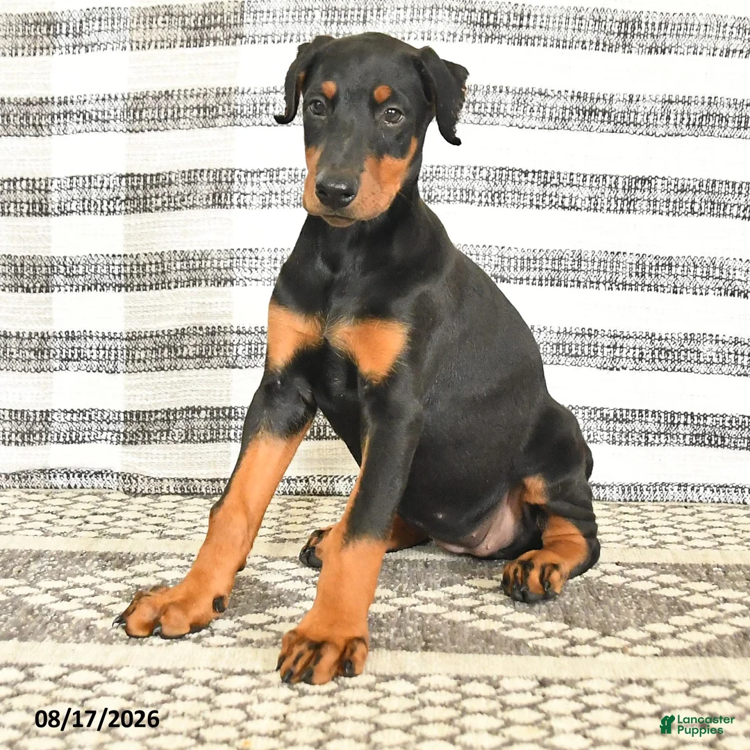 Doberman Pinscher dogs for sale: Darla - Ad 2