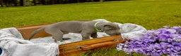 Great Dane dogs for sale: Willington - Ad 5
