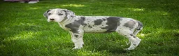 Great Dane dogs for sale: Skye - Ad 7