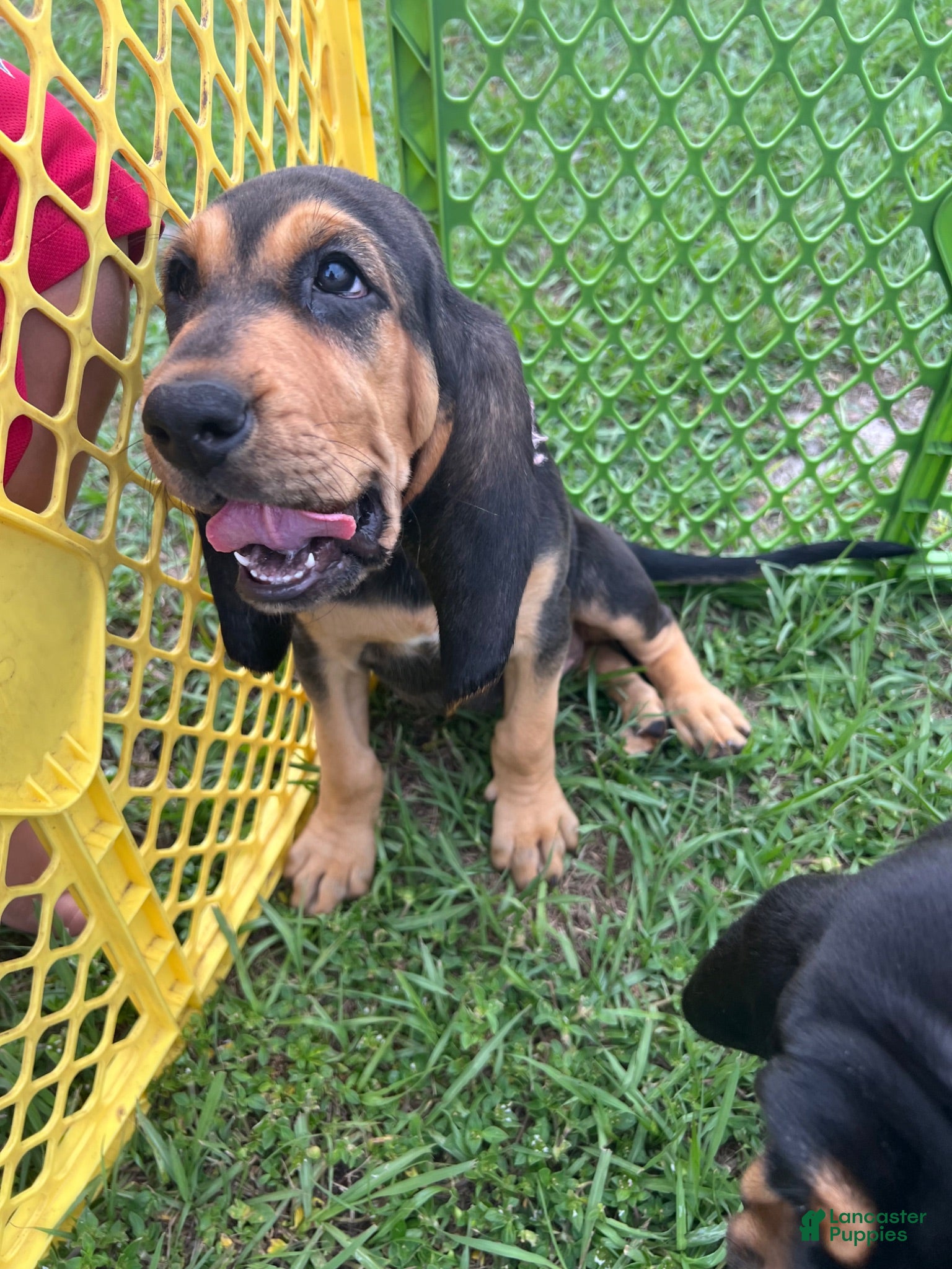 Bloodhound dogs Bloodhound Puppy 1 - Ad 1