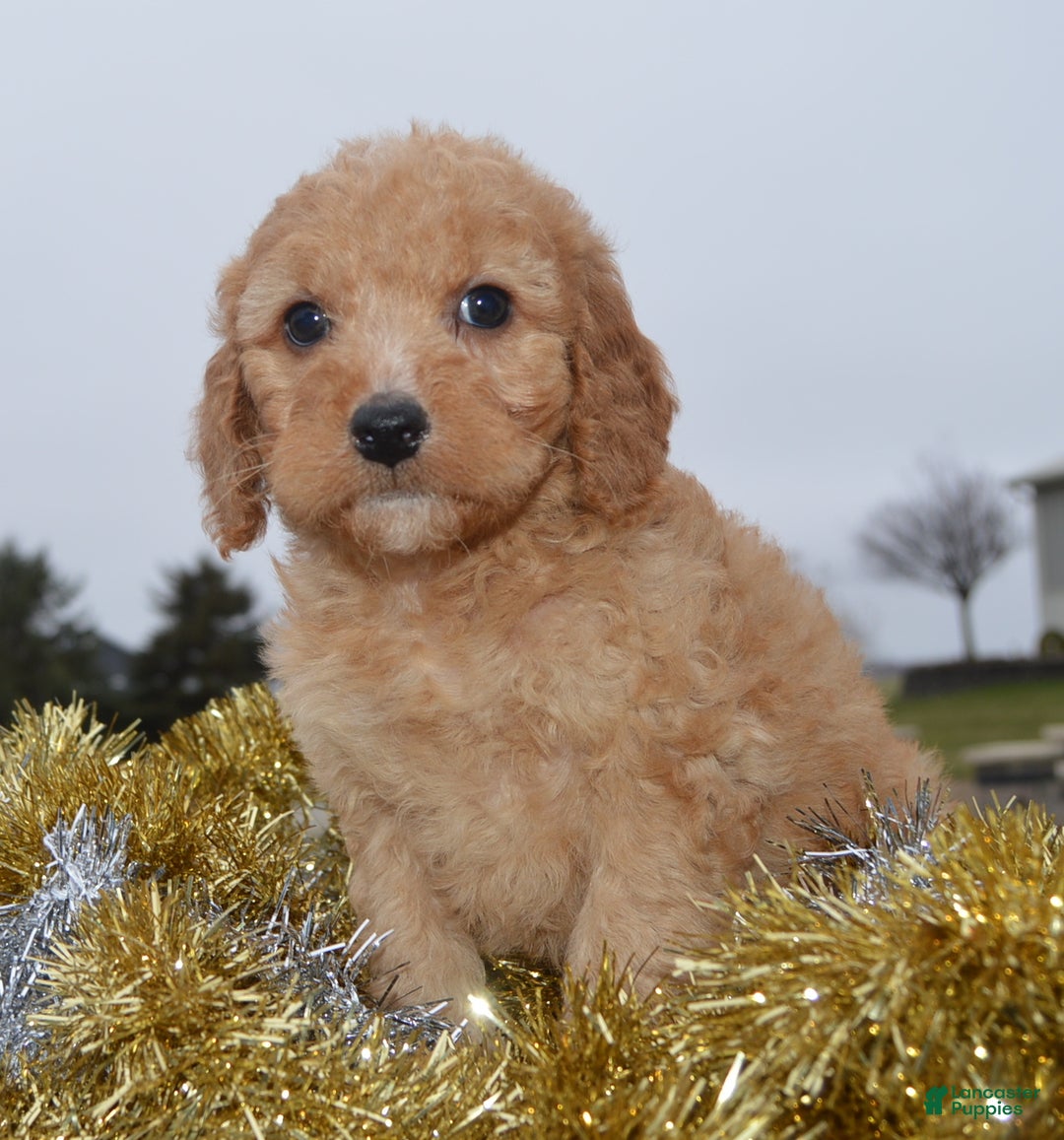 Irish Doodle dogs for sale: Mini Izzy - Ad 14