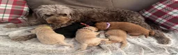 Mini Goldendoodle dogs for sale: Sebri - Ad 6