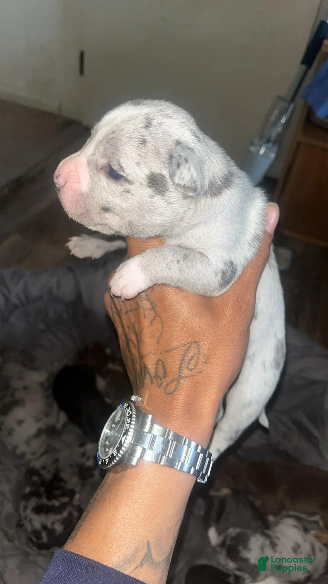 American Bully dogs for sale: American Bully Puppy 6 - Ad 1