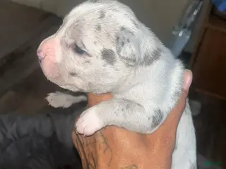 American Bully dogs American Bully Puppy 6 - Ad 17