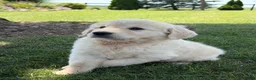 Golden Retriever dogs for sale: Pumpkin - Ad 4