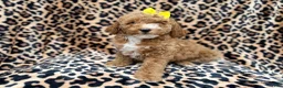 Cockapoo dogs for sale: Reagan - Ad 4