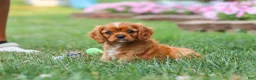 Cavalier King Charles Spaniel dogs for sale: Mason - Ad 8