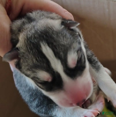 Siberian Husky dogs Jewel - Ad 1